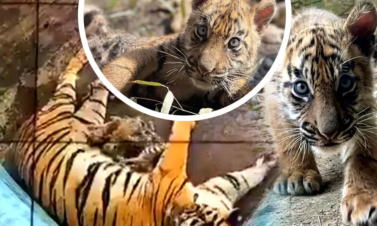 Tigress Aditi gave Birth to 6 Cubs in Delhi Zoo