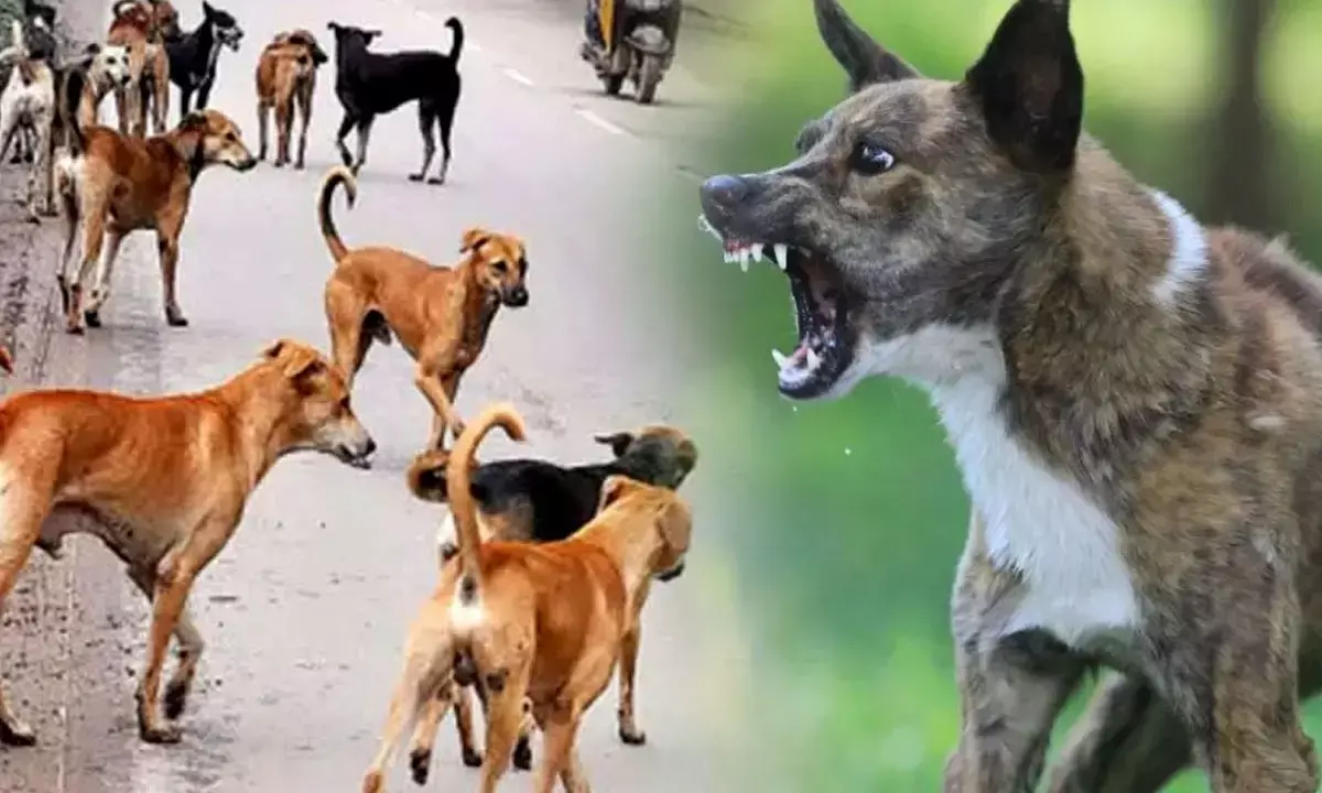Dog Attack Cases in Noida