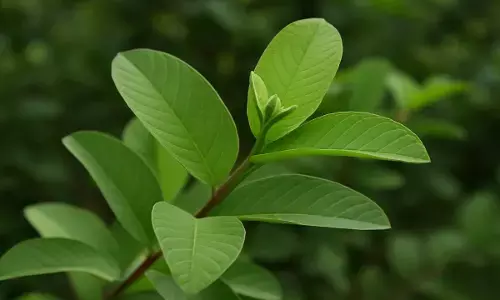 guava leaves benefits guava leaves benefits