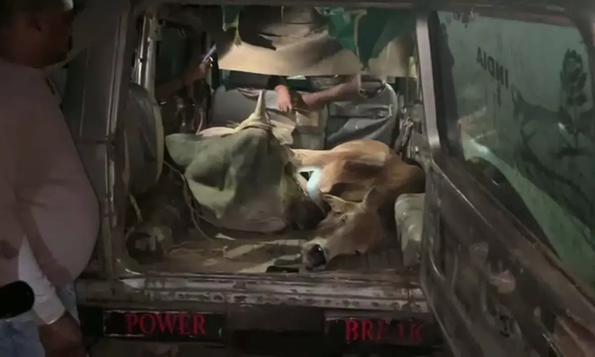 पशुओं से भरा वाहन खराब, बीच सड़क पर वाहन छोड़ भागे तस्कर