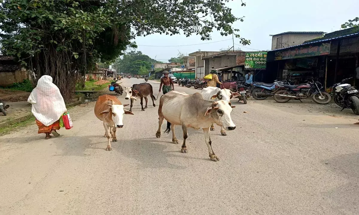चार पशु-पालकों के पांच गायों की हुई चोरी