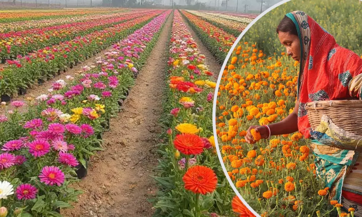फूलों ने बदली किस्मत: किसान हर माह कमा रहे लाखों रुपए; पेरिस-लंदन तक एक्सपोर्ट
