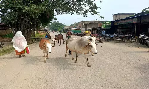 चार पशु-पालकों के पांच गायों की हुई चोरी