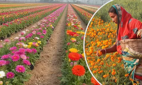 फूलों ने बदली किस्मत: किसान हर माह कमा रहे लाखों रुपए; पेरिस-लंदन तक एक्सपोर्ट