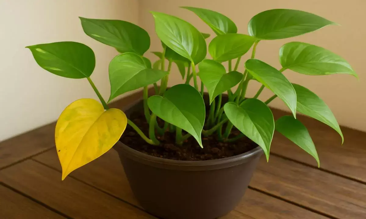 money plant care tips