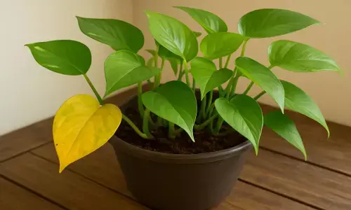 money plant care tips
