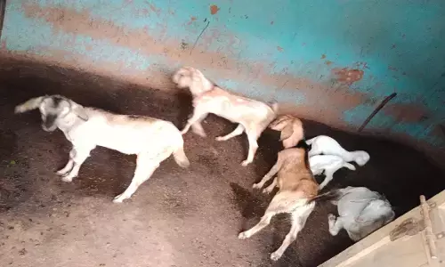 कोतबा चौकी क्षेत्र के ग्राम पंचायत रोकबहार में चोर चार बकरी चोरी कर ले गए