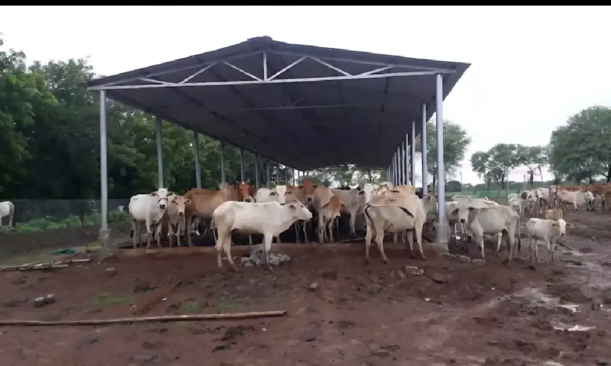 सीएम विष्णुदेव साय ग्रामीण अर्थव्यवस्था को सशक्त करने और पशुधन संरक्षण को नई दिशा देने के लिए गौधाम योजना की शुरुआत करने जा रहे हैं