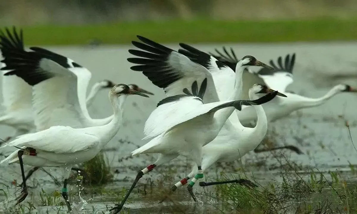 Sultanpur National Park