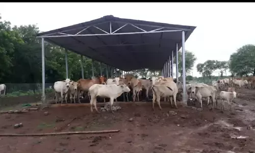 सीएम विष्णुदेव साय ग्रामीण अर्थव्यवस्था को सशक्त करने और पशुधन संरक्षण को नई दिशा देने के लिए गौधाम योजना की शुरुआत करने जा रहे हैं