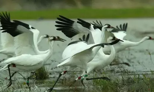 Sultanpur National Park