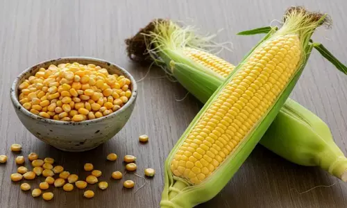 corn side effects corn side effects