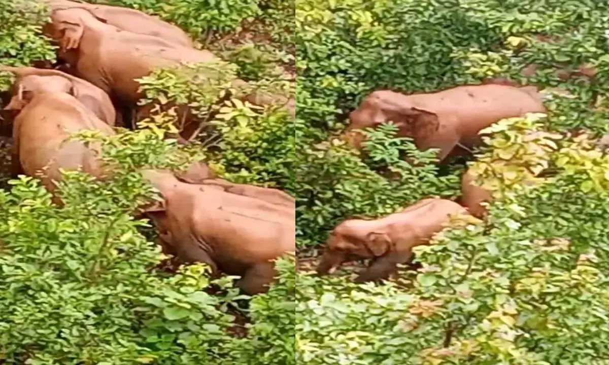 हाथियों का दल