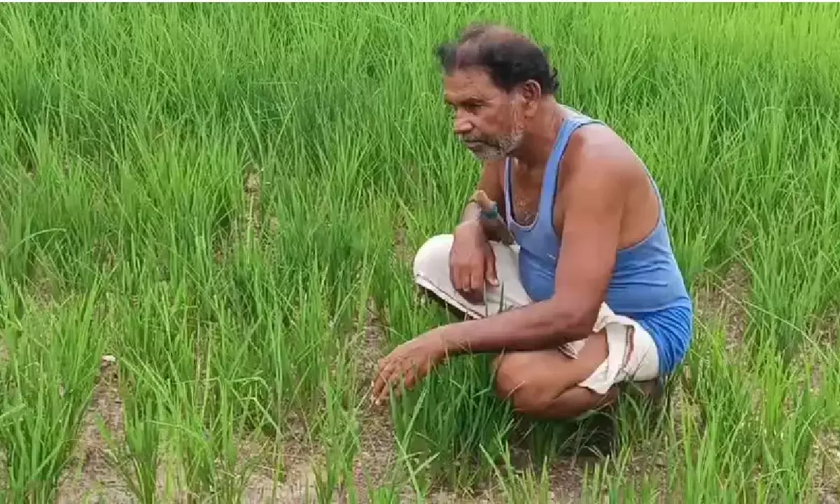 बलौदाबाजार में पानी ना गिरने की वजह से खेतों में दरारें पड़ने लगी है बलौदाबाजार में पानी ना गिरने की वजह से खेतों में दरारें पड़ने लगी है