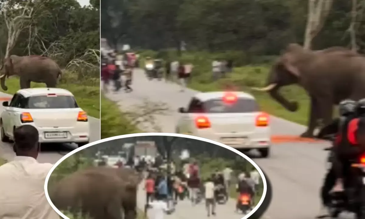 बांदीपुर टाइगर रिज़र्व: हाथी ने पर्यटक को दौड़ाया, Video वायरल बांदीपुर टाइगर रिज़र्व: हाथी ने पर्यटक को दौड़ाया, Video वायरल