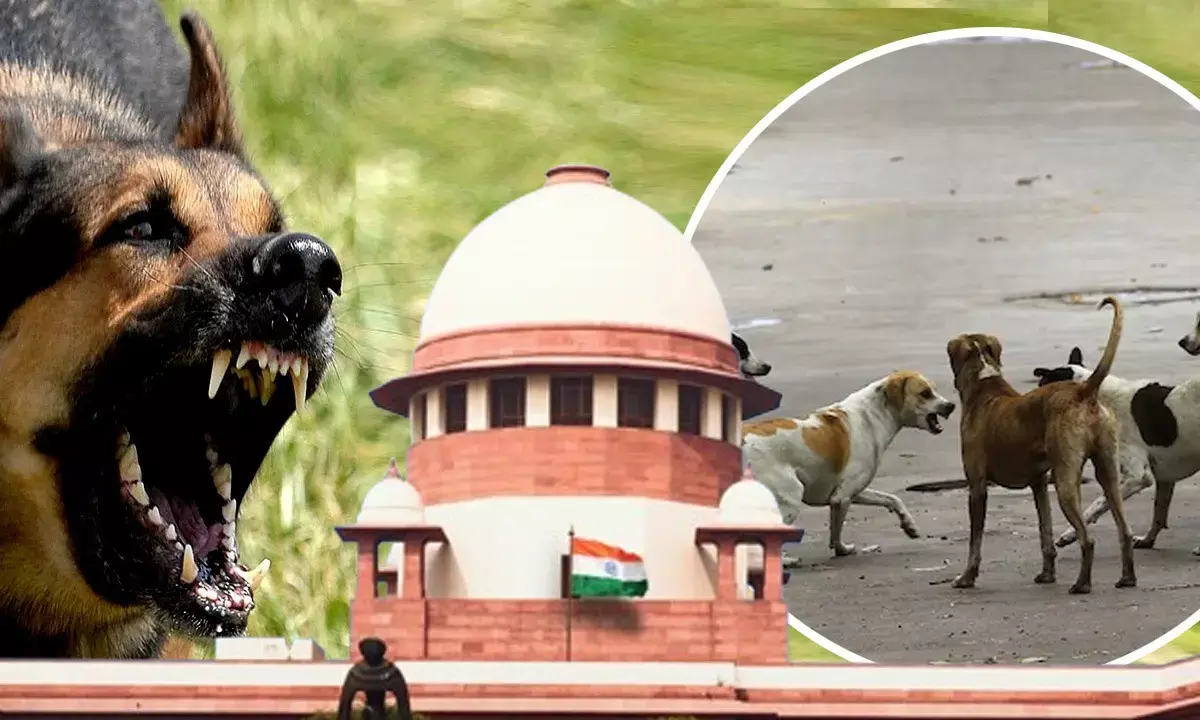 Supreme Court order on Stray Dogs