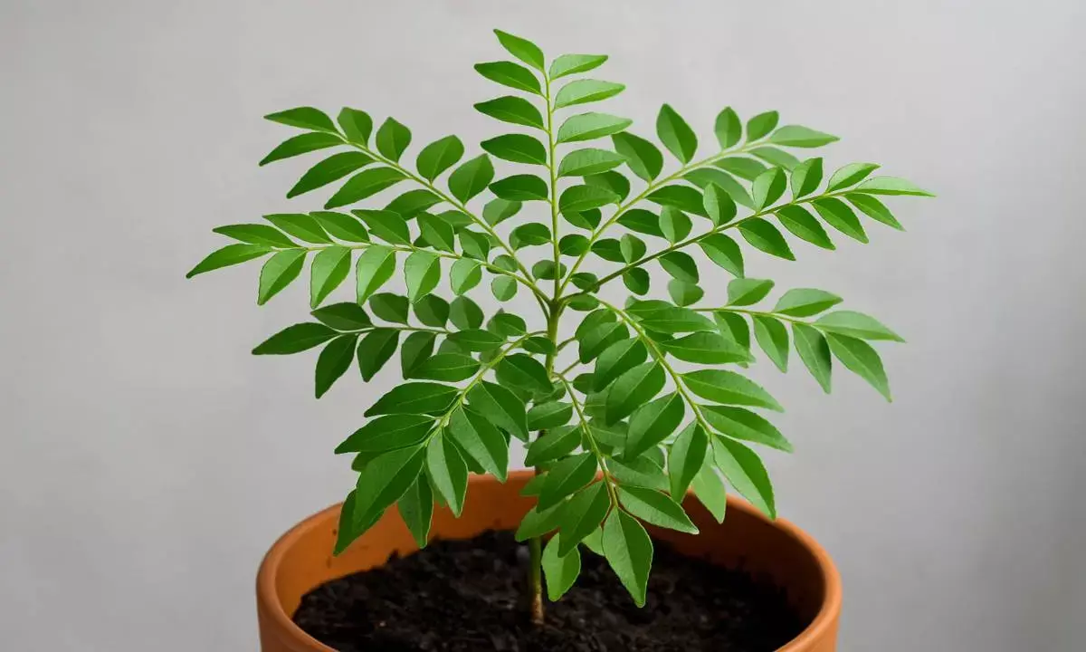 curry plantation tips