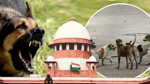 Supreme Court order on Stray Dogs