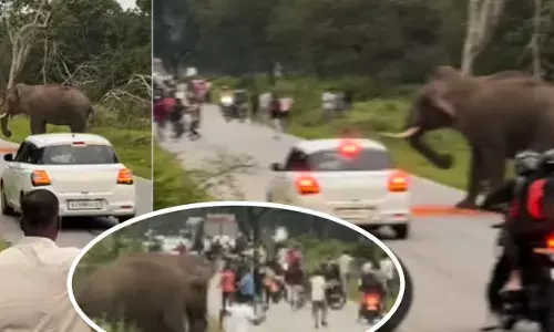 बांदीपुर टाइगर रिज़र्व: हाथी ने पर्यटक को दौड़ाया, Video वायरल