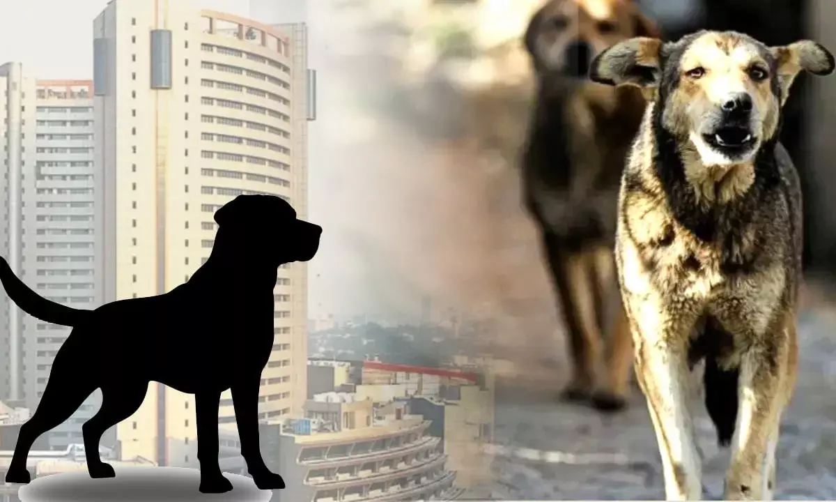 stray dogs put MCD in tension
