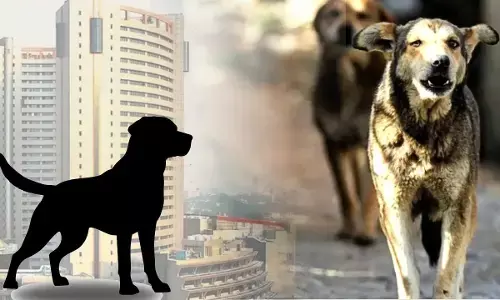 stray dogs put MCD in tension