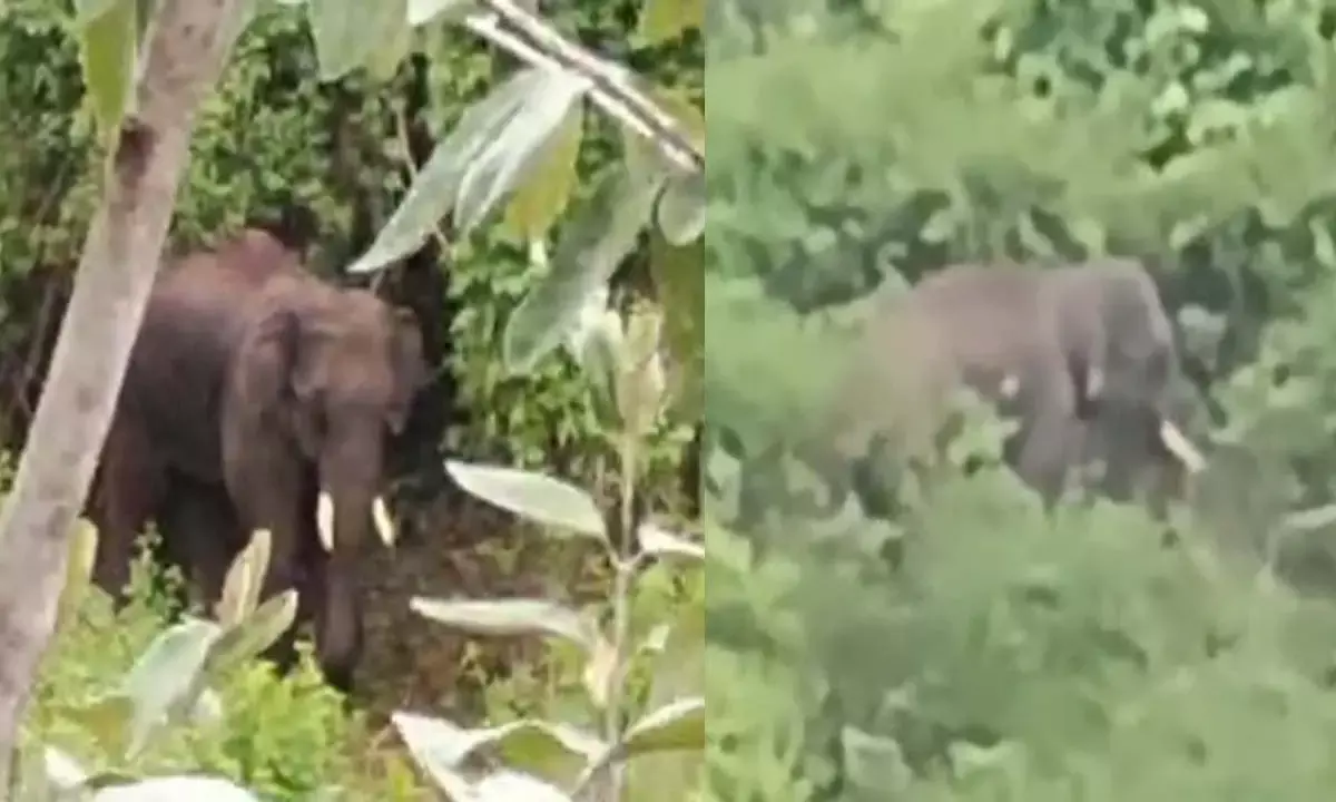 विचरण करता हुआ दंतैल हाथी विचरण करता हुआ दंतैल हाथी