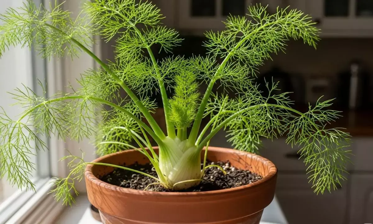 saunf fennel seeds plantation tips