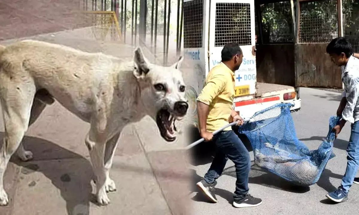strategy against stray dogs in Delhi