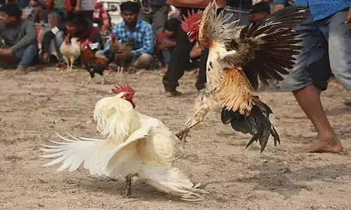 रसूखदारों ने बढ़ाई बोली :  मुर्गा लड़ाई में अब एक करोड़ तक का दांव