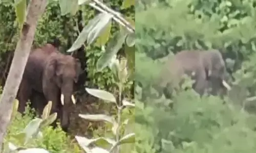 विचरण करता हुआ दंतैल हाथी