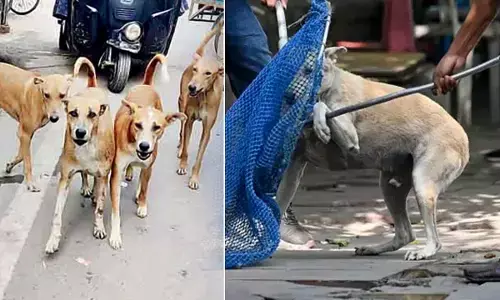 stray dogs uproar