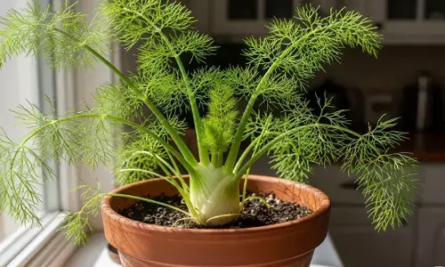 saunf fennel seeds plantation tips