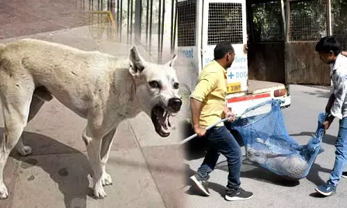 strategy against stray dogs in Delhi