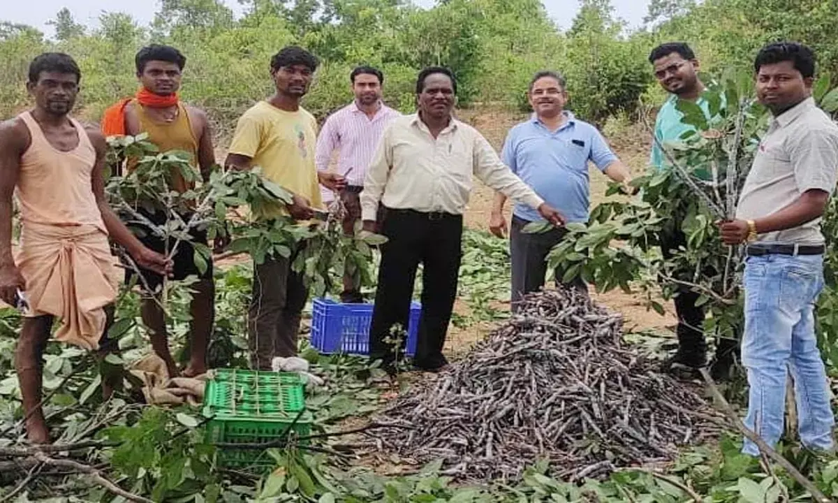 बस्तर के किसानों के लिए वरदान साबित हुई लाख की खेती : साल में दो फसल लेकर कमा रहे दोहरा मुनाफा