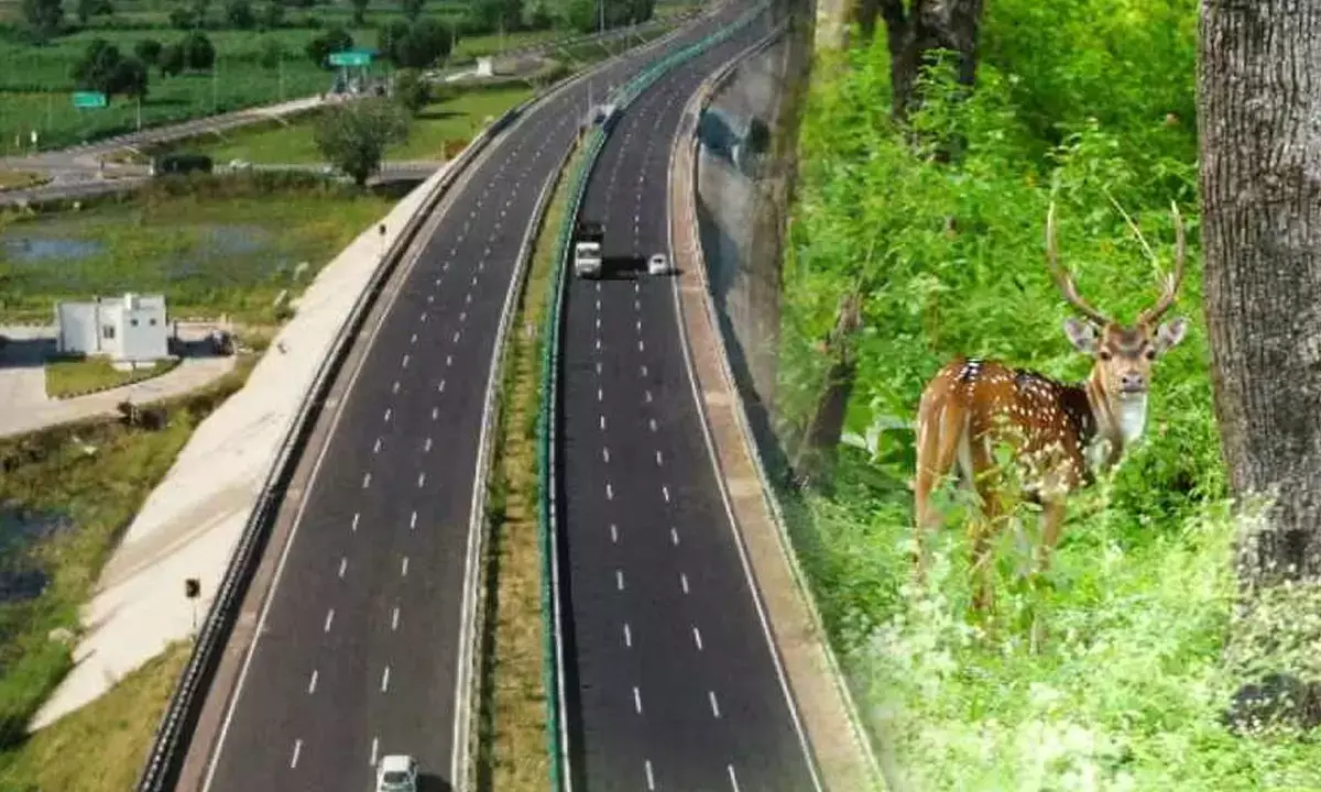 Jungle Trail Park Jungle Trail Park