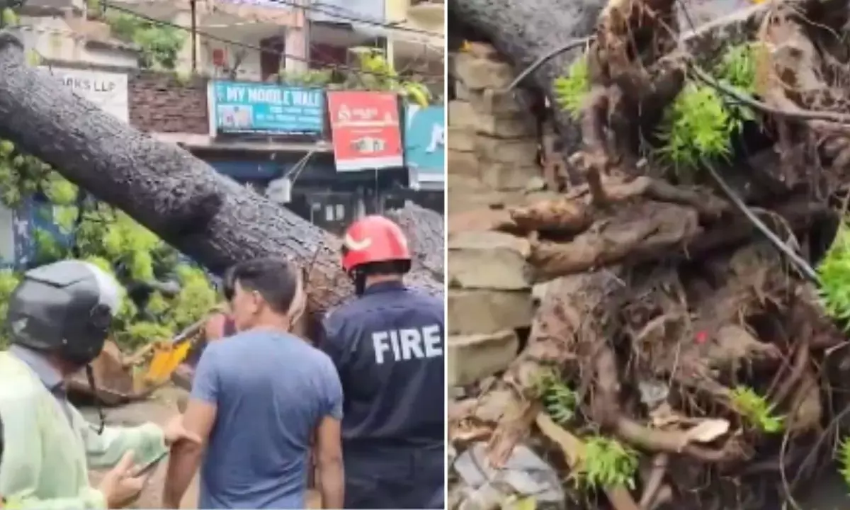 Delhi Kalkaji Tree Fall on car bike 1 died