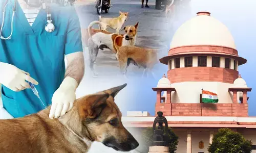 Supreme Court decision on stray dogs