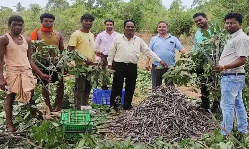 बस्तर के किसानों के लिए वरदान साबित हुई लाख की खेती : साल में दो फसल लेकर कमा रहे दोहरा मुनाफा