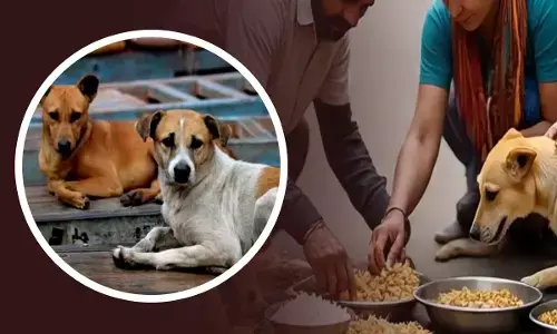 stray dog delhi latest news
