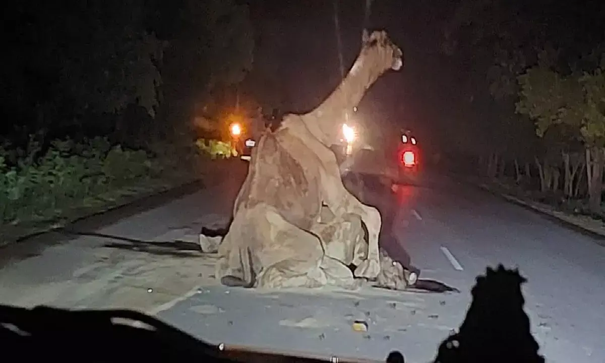 राजा राव पठार बस्तर रोड में कांकेर के समीप अज्ञात वाहन ने एक ऊंटनी को टक्कर मारकर फरार हो गया