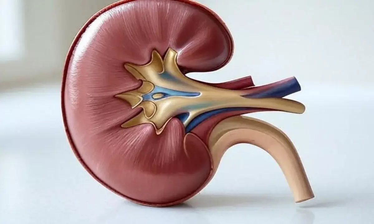 किडनी खराब है या नहीं कैसे पता लगाएं