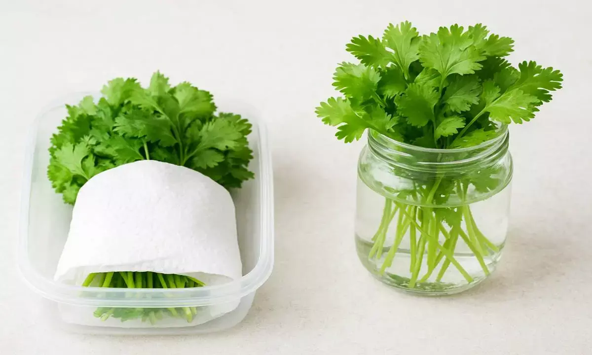 how to store Coriander Leaves