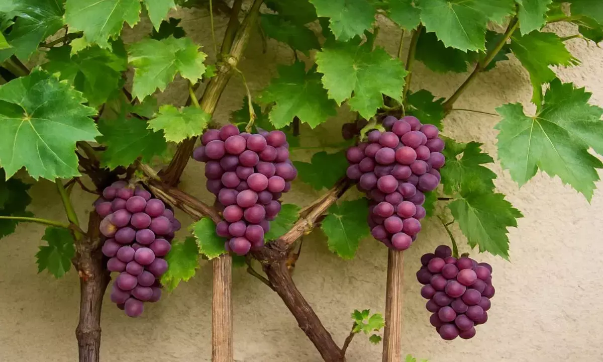 grapes plantation tips