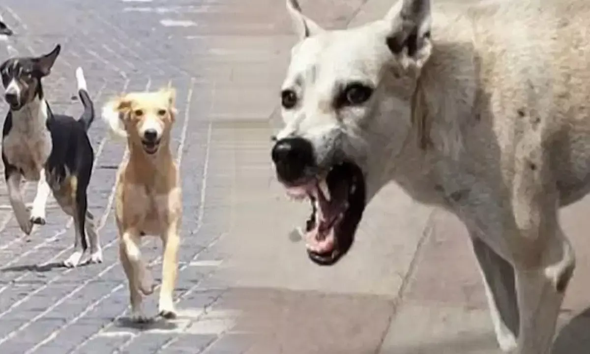 Stray Dog Attack