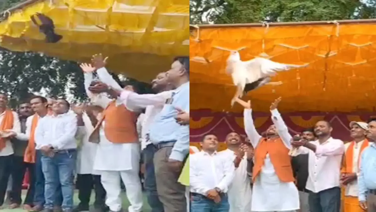 कबूतर छोड़ते हुए कबूतर छोड़ते हुए