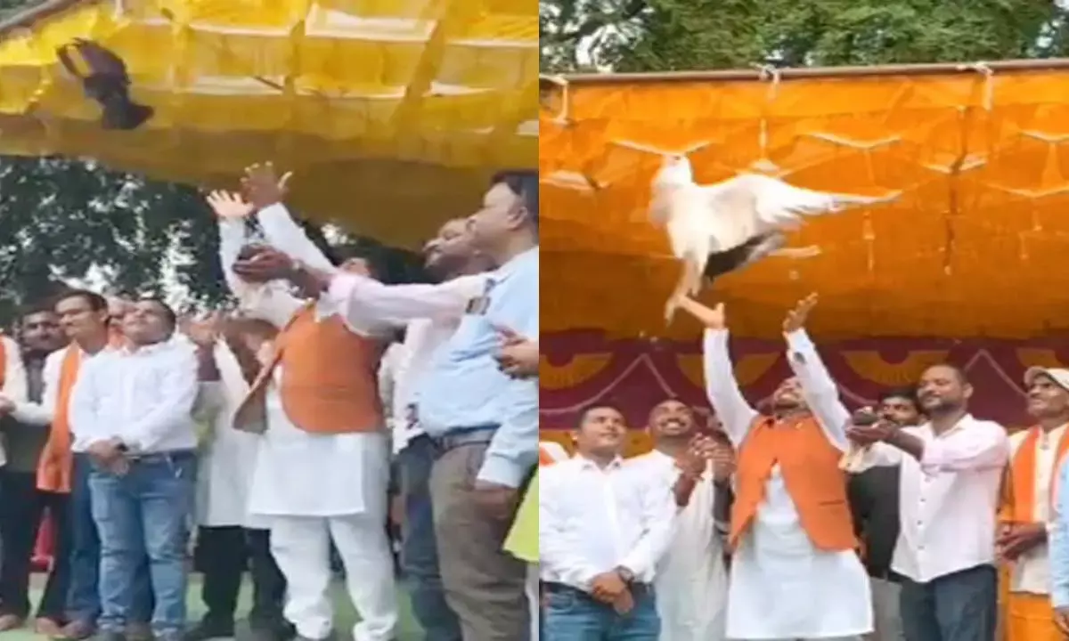 कबूतर छोड़ते हुए कबूतर छोड़ते हुए