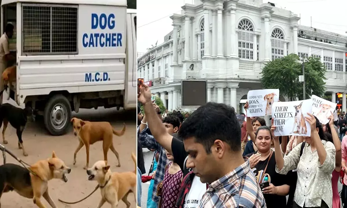 Dog lovers warn MCD