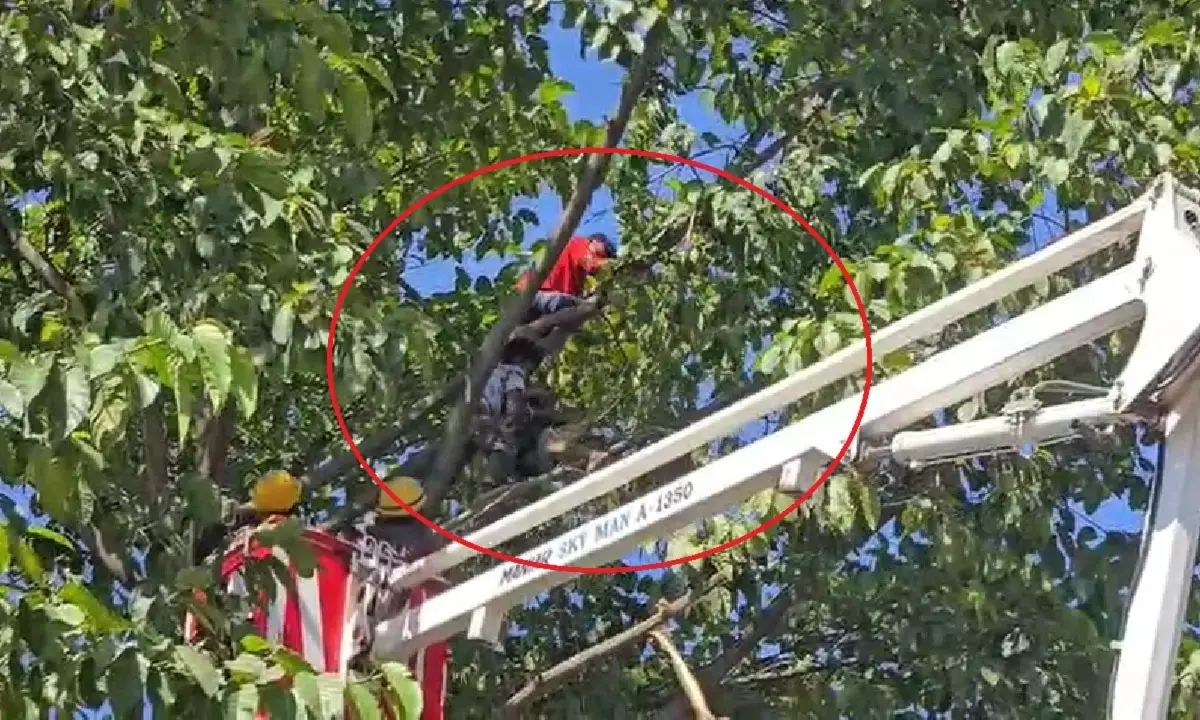 अंबिकापुर नए बस स्टैंड के पास एक मानसिक रूप से कमजोर महिला एक ऊंचे पेड़ पर चढ़ गई