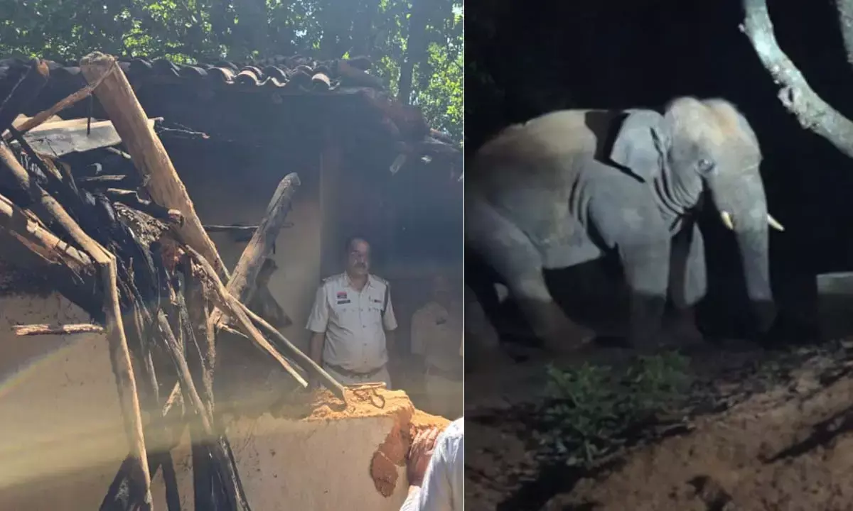 सरगुजा पहुंचे एक हाथी ने बुर्जुग को कुचला