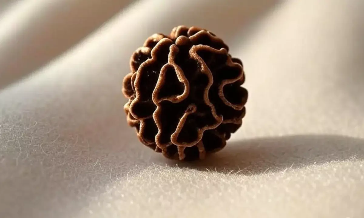 11 Mukhi Rudraksha